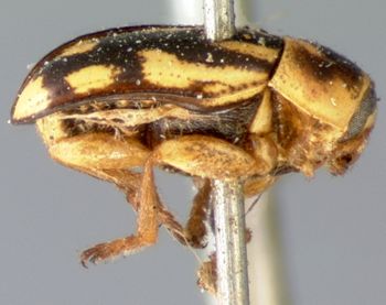 Media type: image; Entomology 9261   Aspect: habitus lateral view